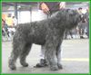 Bouvier des Flandres Foto: Ivy Regan v. Bouvier Toline, World Champion (ID 1816) Bouvier des Flandres Hund
