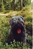 Bouvier des Flandres Hund