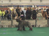 Bouvier des Flandres Hund