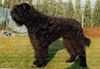 Bouvier des Flandres Foto: Zuchtrüde Nils-Earl vom Haus Löstertal (ID 2649) Bouvier des Flandres Hund
