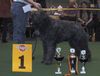 Bouvier des Flandres Hund