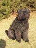 Bouvier des Flandres Hund