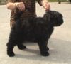 Bouvier des Flandres Hund