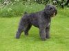 Bouvier des Flandres Foto: World Winner 03 Ygor Raiza v.d. Vanenblikhoeve (ID 5253) Bouvier des Flandres Hund