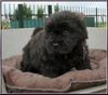 Bouvier des Flandres Hund