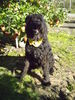 Bouvier des Flandres Hund