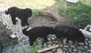 Bouvier des Flandres Foto: Mutter + Sohn bei der Arbeit (ID 7526) Bouvier des Flandres Hund