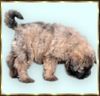Bouvier des Flandres Foto: Amelie Rhodos v. Bouvier Topline (ID 2750) Bouvier des Flandres Hund