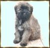 Bouvier des Flandres Foto: Beau Rhodos v. Bouvier Topline (ID 2752) Bouvier des Flandres Hund