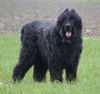 Bouvier des Flandres Hund