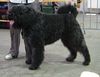 Bouvier des Flandres Hund