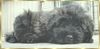 Bouvier des Flandres Foto: Black Rhodos v. Bouvier Topline (ID 2754) Bouvier des Flandres Hund