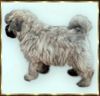 Bouvier des Flandres Foto: Amelie Rhodos v. Bouvier Topline (ID 2751) Bouvier des Flandres Hund