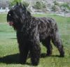 Bouvier des Flandres Hund