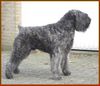 Bouvier des Flandres Foto: Damon Laura v. Bouvier Toline, Junior World Champion (ID 1818) Bouvier des Flandres Hund