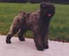 Bouvier des Flandres Foto: Denver Angeliqeu Fan't Fryske Lan (ID 1413) Bouvier des Flandres Hund
