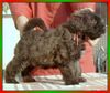 Bouvier des Flandres Foto: Donja Rhodos v. Bouvier Topline (ID 2758) Bouvier des Flandres Hund