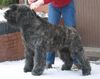 Bouvier des Flandres Hund