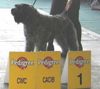 Bouvier des Flandres Foto: Champion DUSTY - BORGIA z Flandryjskiego Gniazda - FCI (ID 10799) Bouvier des Flandres Hund