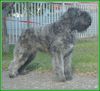 Bouvier des Flandres Foto: Goldie Regan v. Bouvier Toline,Lux. Youth Champion (ID 1817) Bouvier des Flandres Hund