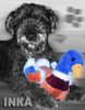 Bouvier des Flandres Foto: Inka (ID 6340) Bouvier des Flandres Hund