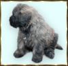 Bouvier des Flandres Foto: Ivenhoe Rhodos v. Bouvier Topline (ID 2756) Bouvier des Flandres Hund