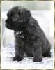Bouvier des Flandres Foto: Layla Ivy v. Bouvier Topline (ID 7383) Bouvier des Flandres Hund