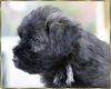 Bouvier des Flandres Foto: Layla Ivy v. Bouvier Topline (ID 7384) Bouvier des Flandres Hund