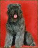 Bouvier des Flandres Foto: Ivy Regan v. Bouvier Topline, Weltsieger 2001, Bundessieger 2001 (ID 7385) Bouvier des Flandres Hund