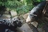 Bouvier des Flandres Foto: Hüten oder nicht hüten-was für´ne frage (ID 7527) Bouvier des Flandres Hund