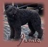Bouvier des Flandres Foto: Jamie-Richelle v.d. Zadarkosburcht (ID 3381) Bouvier des Flandres Hund