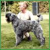 Bouvier des Flandres Foto: Lennox Damon v. Bouvier Topline Lux. Youth Champion (ID 3708) Bouvier des Flandres Hund