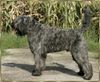Bouvier des Flandres Foto: Lennox Damon v. Bouvier Topline, Weltjugendsieger, Bundesjugendsieger, Luxembourg Jugend Champion (ID 6851) Bouvier des Flandres Hund