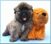 Bouvier des Flandres Foto: puppy mit 5 Wochen (ID 32538) Bouvier des Flandres Hund