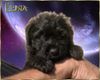 Bouvier des Flandres Foto: Luna Ivy v. Bouvier Topline (ID 5468) Bouvier des Flandres Hund