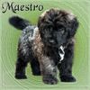 Bouvier des Flandres Foto: Maestro Ashley v. Bouvier Topline (ID 4624) Bouvier des Flandres Hund