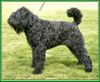 Bouvier des Flandres Foto: Lennox Damon v. Bouvier Topline Lux. Youth Champion (ID 3709) Bouvier des Flandres Hund