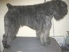 Bouvier des Flandres Hund