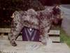 Bouvier des Flandres Foto: Champion Monza Katja Fan 't Fryske Lan -World Champ.-Deutscher Champ. - Deutscher VDH Champ. (ID 951) Bouvier des Flandres Hund