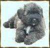 Bouvier des Flandres Foto: Rocky Rhodos v. Bouvier Topline (ID 2753) Bouvier des Flandres Hund