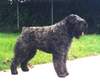 Bouvier des Flandres Foto: Champion Oscy Jaimmy Fan't Fryske Lan - Niederlands Champ.- Deutscher Champ. - Deutscher VDH Champ. Deutscher Europasieger 2001- Deutscher Bundessieger 2001- Best in schow Oldenburg 2001- Club Champion Deuscher Bouvier Club (ID 947) Bouvier des Flandres Hund