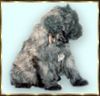 Bouvier des Flandres Foto: Pien Rhodos v. Bouvier Topline (ID 2755) Bouvier des Flandres Hund