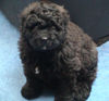 Bouvier des Flandres Hund