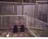 Bouvier des Flandres Foto: Pups Fuset Miranda Fan't Fryske Lan (ID 1414) Bouvier des Flandres Hund