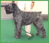 Bouvier des Flandres Foto: Regan Kyra v. Bouvier Topline, Deutscher Champion (ID 1815) Bouvier des Flandres Hund