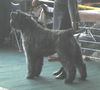 Bouvier des Flandres Foto: Champion DUSTY - BORGIA z Flandryjskiego Gniazda - FCI (ID 10797) Bouvier des Flandres Hund