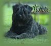 Bouvier des Flandres Foto: Trixie-Kim von der Akkelei (ID 3376) Bouvier des Flandres Hund