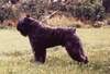 Bouvier des Flandres Foto: Champion Zandor Fuset Fan \'t Fryske Lan -Deutscher Champ. - Deutscher VDH Champ. Zwitsers Champ. - Oostrijks Champ.- Deutscher Europa sieger (ID 952) Bouvier des Flandres Hund