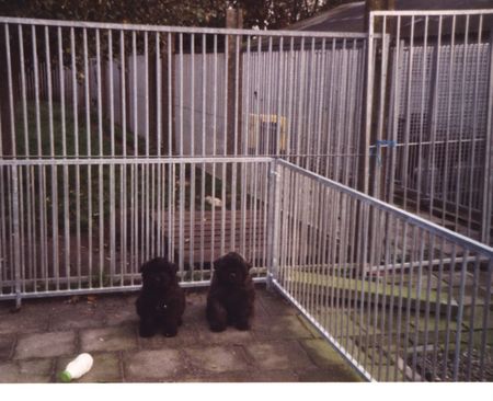 Bouvier des Flandres Hunde Foto 1414 Bouvier des Flandres Pups Fuset Miranda Fan't Fryske Lan
