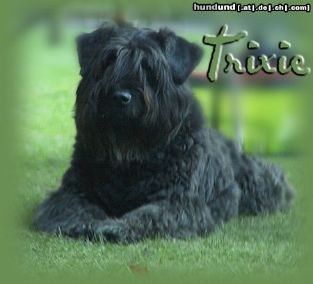 Bouvier des Flandres Hunde Foto 3376 Bouvier des Flandres Trixie-Kim von der Akkelei